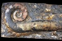 Trilacinoceras humanense